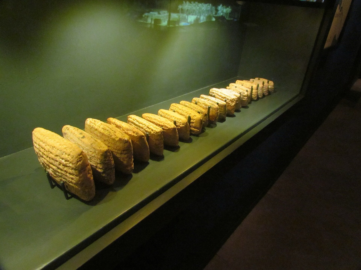A row of Al-Yahudu cuneiform tablets standing on mounts in a dimly lit display case at the Bible Lands Museum Jerusalem.
